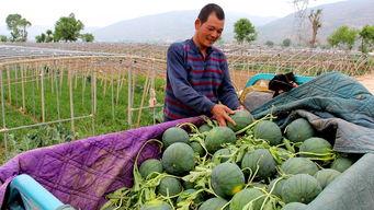 吃瓜群众网入口下载地址