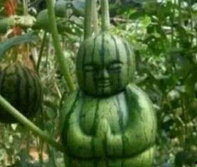 甘南网红吃瓜事件真相,揭秘背后真相与反思