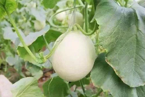 甘南网红吃瓜事件真相,揭秘背后真相与反思