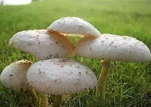 吃瓜网曝揭秘黑料蘑菇,黑料蘑菇背后的真相大起底