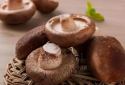 吃瓜网曝揭秘黑料蘑菇,黑料蘑菇背后的真相大起底