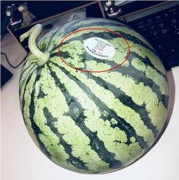 网红吃瓜入口在哪里可以看,揭秘网红美食背后的秘密