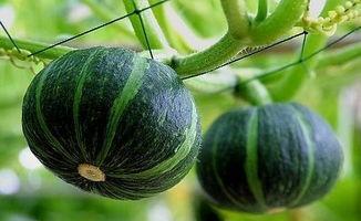 威海吃瓜网红事件真相揭秘,揭秘背后真相与争议