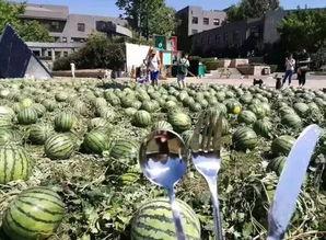 朝阳吃瓜群众官网,揭秘京城热点，畅享都市生活趣味