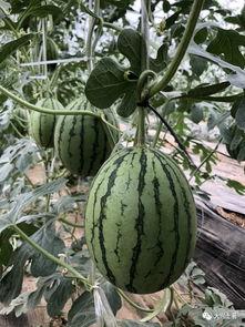 青岛吃瓜网红是谁,揭秘美食圈幕后风云”