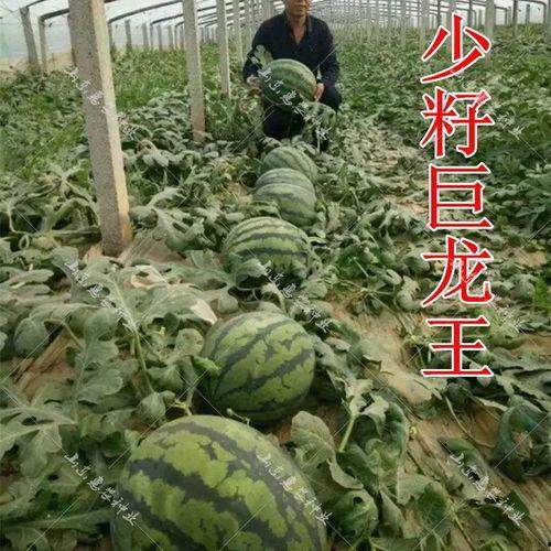 吃瓜网红排行榜前十名,揭秘瓜界十大风云人物