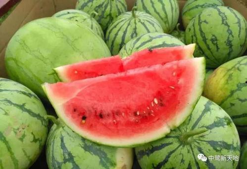 免费吃瓜的网,揭秘网络世界的娱乐狂欢