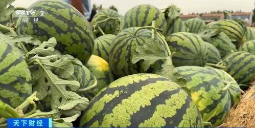 免费吃瓜的网,揭秘网络世界的娱乐狂欢