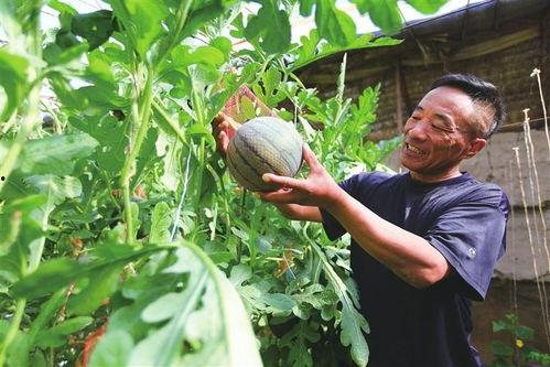 甘肃吃瓜网,吃瓜网带你领略陇上风味